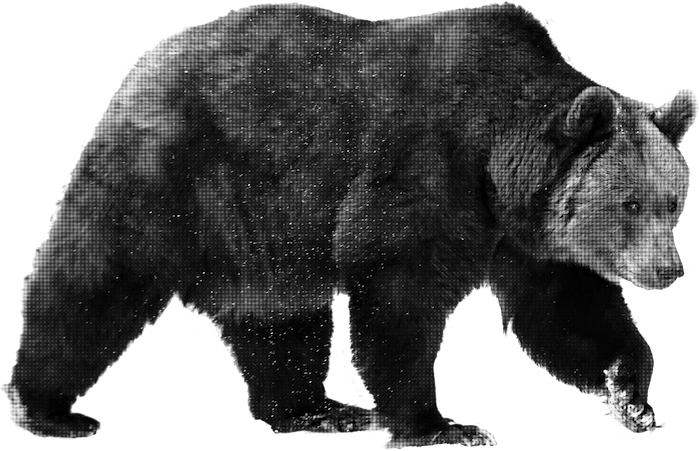 Ein Bär der durch die Stadt läuft